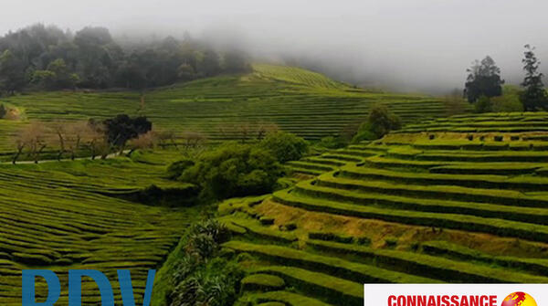 Les voyages de La Chrysalide - Le Kérala | Inde